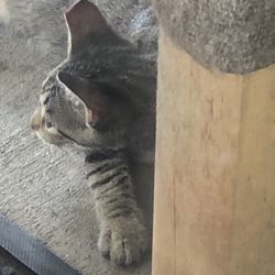 Jefferson Parish Animal Shelter - Severe trim of kitten's ear!