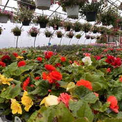Leo's Greenhouse