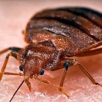 A TAC Exterminators - Bed Bug - Pest Control Near Me - Beaumont, California A TAC Exterminators - Bed Bug - Pest Control Near Me - Beaumont, California