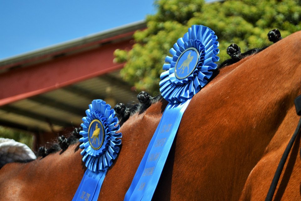 KD Pacific Dressage Logo