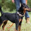 Redemption Road K9 gift card