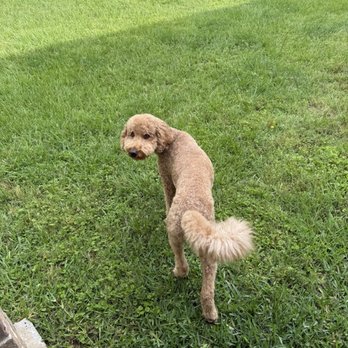 Petco - Pet Training Near Me - Humble, Texas Petco - Pet Training Near Me - Humble, Texas