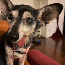 Little Bruiser eagerly awaiting her new food thanks to the wonderful Tailwagger staff Little Bruiser eagerly awaiting her new food thanks to the wonderful Tailwagger staff