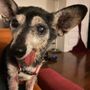 Photo of Tailwaggers West Hollywood