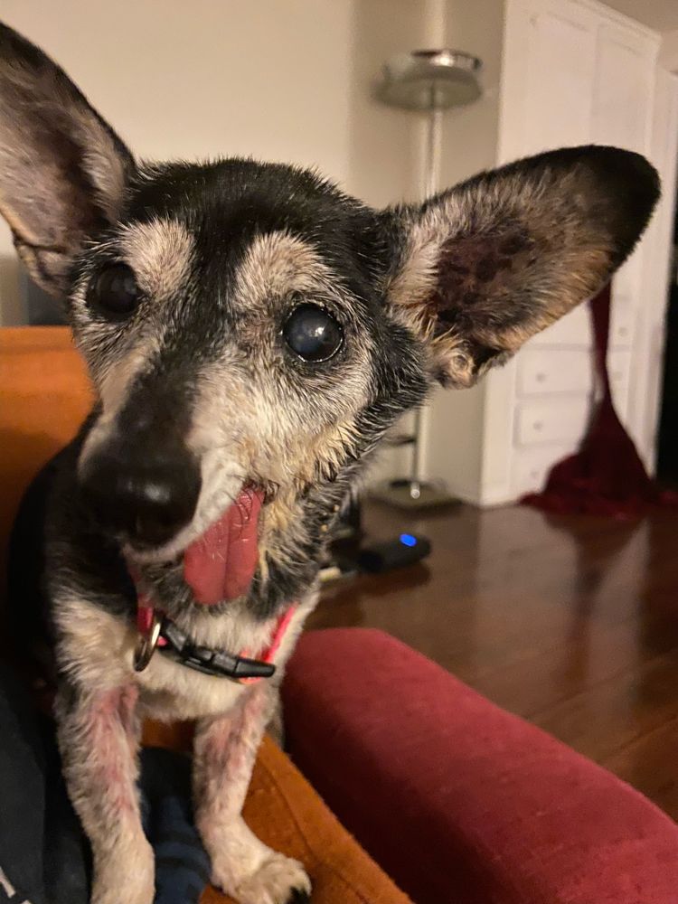 Tailwaggers West Hollywood