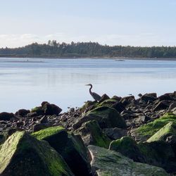 Garibaldi City of - Heron by the bay