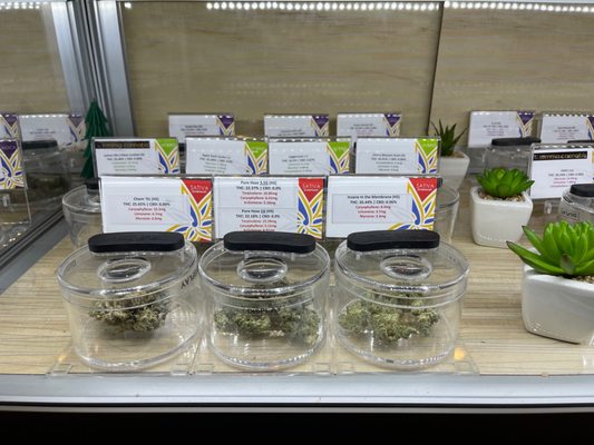 Euphoria Wellness by null