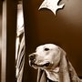 Photo of Dogs Of Design