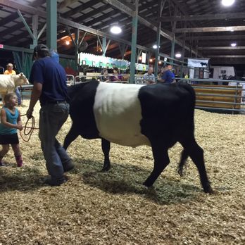Washington County Fair - Cow barn - Festivals Near Me - Greenwich, New York