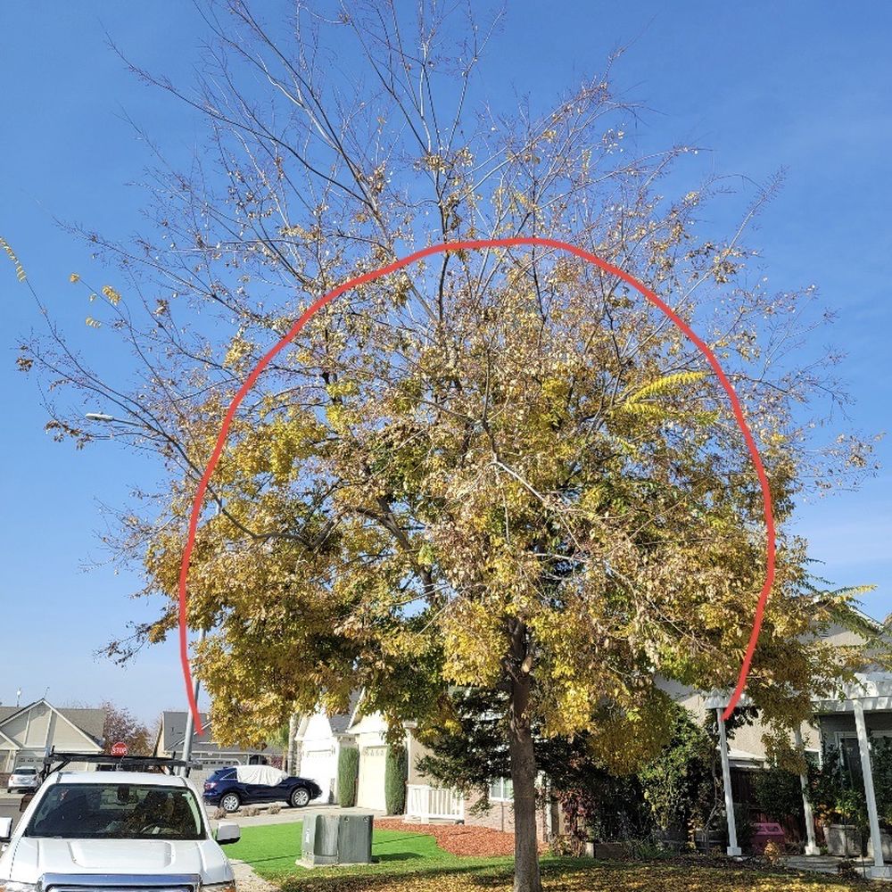 Caliarbor - Picture taken by Arnold before work - Tree Services Near Me Caliarbor - Picture taken by Arnold before work - Tree Services Near Me