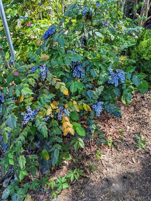 Rosie's Coffee & Wine Garden by null