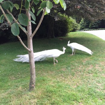 Isola Madre - Lots of birds and peacocks - Parks Near Me