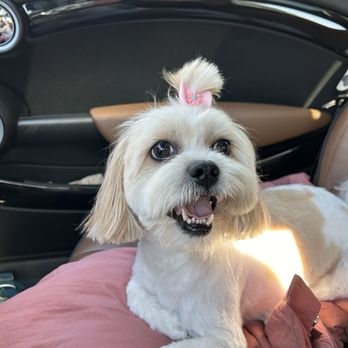 Wild Paw Studio - Pet Groomers Near Me - Tualatin, Oregon Wild Paw Studio - Pet Groomers Near Me - Tualatin, Oregon