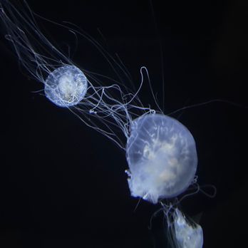 Shedd Aquarium - Aquariums Near Me - Chicago, Illinois
