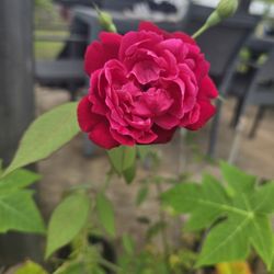 NatureWorks Nursery - Lokelani
