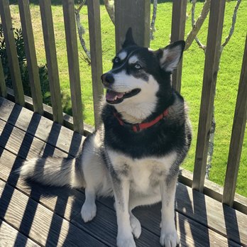 The UPS Store - Luna says you guys are great & she'll definitely be back for more treats! - Shipping Centers Near Me - Tiburon, California The UPS Store - Luna says you guys are great & she'll definitely be back for more treats! - Shipping Centers Near Me - Tiburon, California