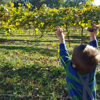 Treehouse Vineyards - Venues & Event Spaces Near Me - Monroe, North Carolina