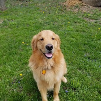 Outback Valley Acres - My golden is almost 3 years old.. BEST DOG EVER!!!! I will only purchase from outback valley - Pet Breeders Near Me Outback Valley Acres - My golden is almost 3 years old.. BEST DOG EVER!!!! I will only purchase from outback valley - Pet Breeders Near Me