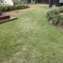 Photo of Super Sod - Charleston