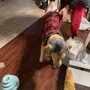 Photo of Our Dog & Company