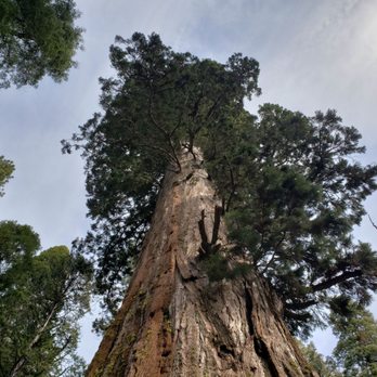 Calaveras Big Trees State Park - Parks Near Me - Arnold, California Calaveras Big Trees State Park - Parks Near Me - Arnold, California