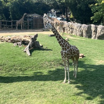 Fort Worth Zoo - Giraffes - Zoos Near Me - Fort Worth, Texas