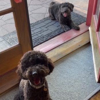 Strong Paws Pet Services - Pet Sitting Near Me Strong Paws Pet Services - Pet Sitting Near Me