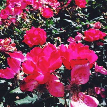 Vines Gardens - Botanical Gardens Near Me - Loganville, Georgia