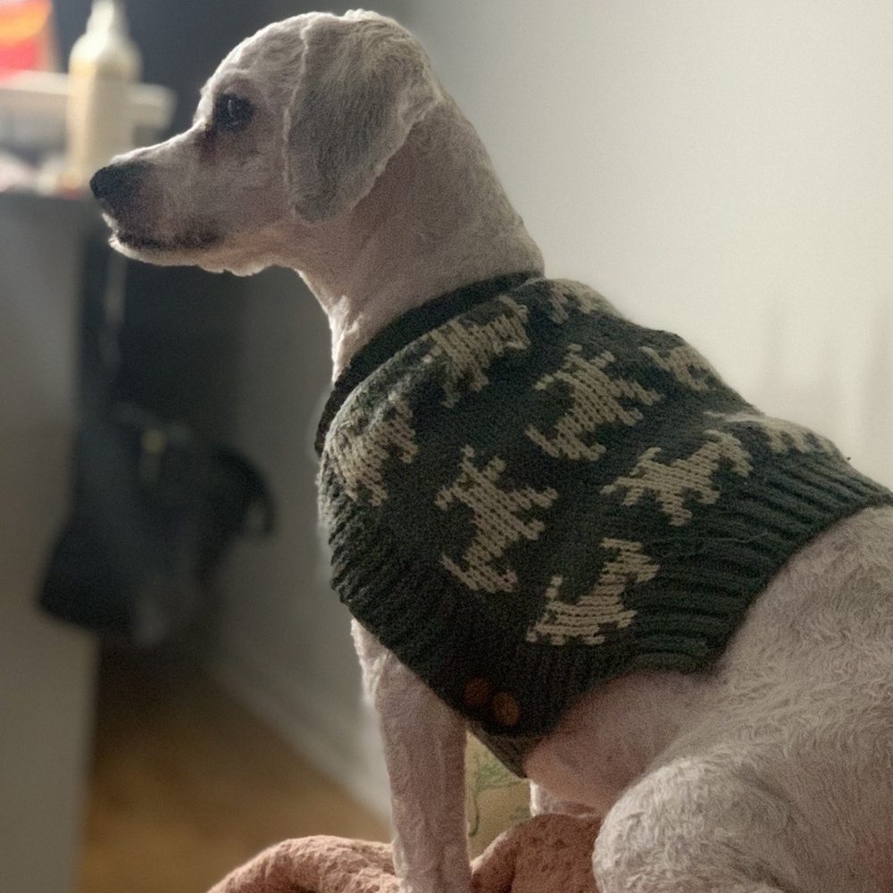 Picture of my pupper after being completely shaved by Groom Haven