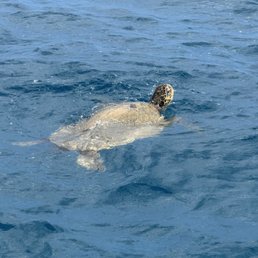Turtle Turtle