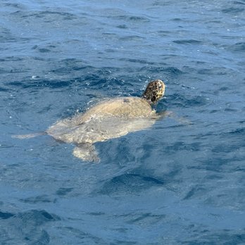 MANA Cruises & Charters - Turtle - Boat Tours Near Me - Kapolei, Hawaii MANA Cruises & Charters - Turtle - Boat Tours Near Me - Kapolei, Hawaii