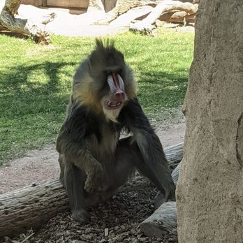 Phoenix Zoo - This guy wanted to eat my wife's face off - Zoos Near Me - Phoenix, Arizona Phoenix Zoo - This guy wanted to eat my wife's face off - Zoos Near Me - Phoenix, Arizona