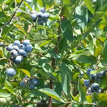 Echo Springs Blueberry Farm - Blueberry picking - Farmers Market Near Me - Murchison, Texas Echo Springs Blueberry Farm - Blueberry picking - Farmers Market Near Me - Murchison, Texas