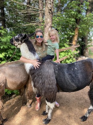 Carlson's Llovable Llamas by null