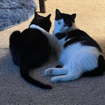 Rockledge Veterinary Clinic - Flash consoling Hercules after he got his inhaler. - Veterinarians Near Me - Rockledge, Pennsylvania Rockledge Veterinary Clinic - Flash consoling Hercules after he got his inhaler. - Veterinarians Near Me - Rockledge, Pennsylvania