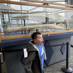 Ocean Adventures - Whale skull on display
