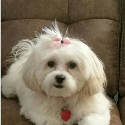 Top Notch Grooming, 3months ago Top Notch Grooming, 3months ago