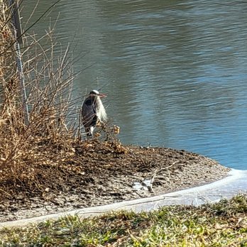 Riverfront Park - Bird on the river - Dog Parks Near Me Riverfront Park - Bird on the river - Dog Parks Near Me