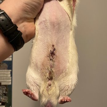 Shelburne Veterinary Hospital - The incision site on one of my rats for a neuter. - Veterinarians Near Me - Shelburne, Vermont Shelburne Veterinary Hospital - The incision site on one of my rats for a neuter. - Veterinarians Near Me - Shelburne, Vermont