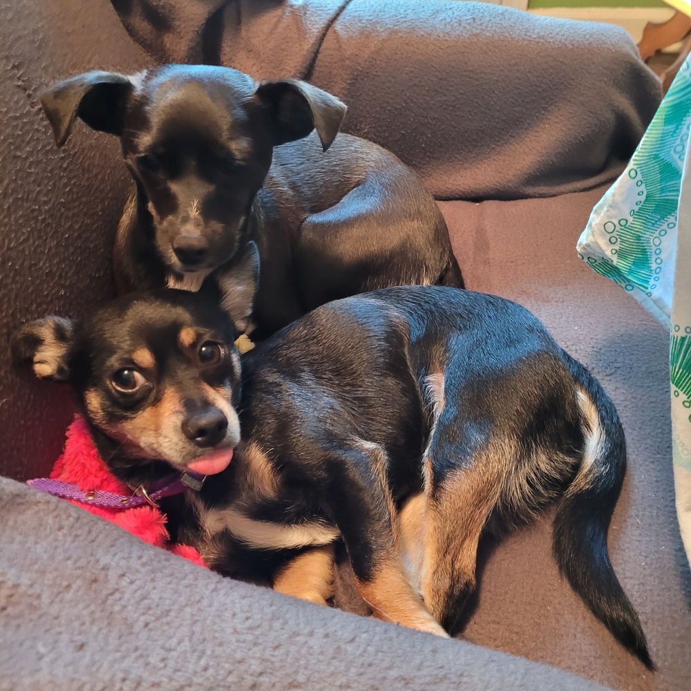 VERONA STREET ANIMAL SOCIETY 12 Photos & 19 Reviews 184 Verona St