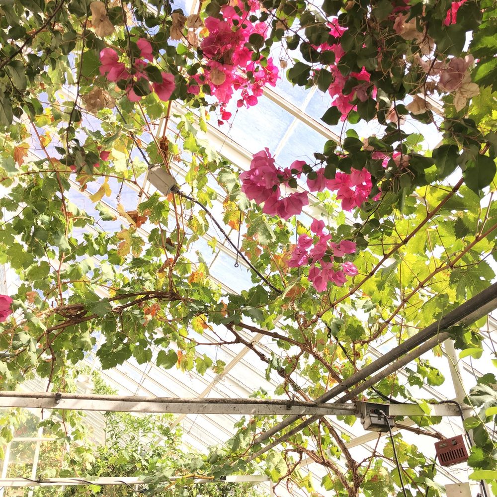 LYMAN ESTATE GREENHOUSE 185 Lyman St, Waltham, MA Yelp