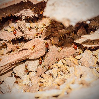 Holistic Pest Solutions - These super sneaky and destructive pests cause an estimated $5 billion in damages each year - and it doesn't take them long - Pest Control Near Me Holistic Pest Solutions - These super sneaky and destructive pests cause an estimated $5 billion in damages each year - and it doesn't take them long - Pest Control Near Me