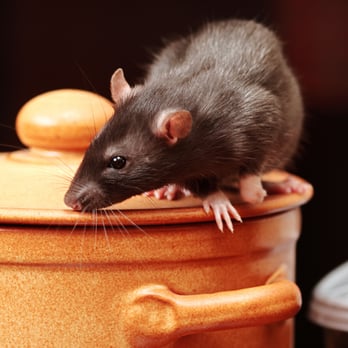 Panther Pest Control - Pest Control Near Me - London, BNE Panther Pest Control - Pest Control Near Me - London, BNE