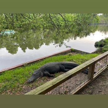 Gatorland - Zoos Near Me - Orlando, Florida Gatorland - Zoos Near Me - Orlando, Florida