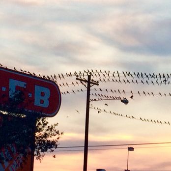 H-E-B - The birds are dominating the parking lot this time of year. - Drugstores Near Me - McAllen, Texas