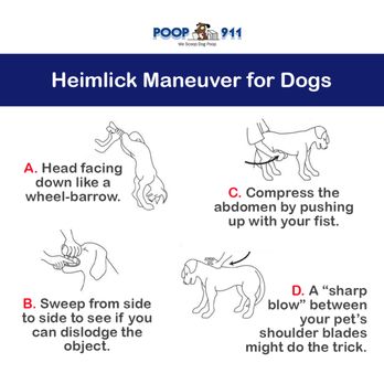 POOP 911 - Pet Waste Removal Near Me POOP 911 - Pet Waste Removal Near Me