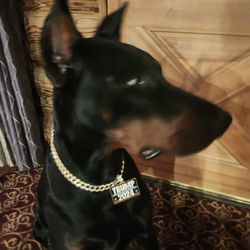 All Pets Animal Hospital & Rehabilitation Center - Rhett sporting his gold chain.