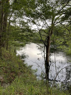 Suwannee River State Park by null