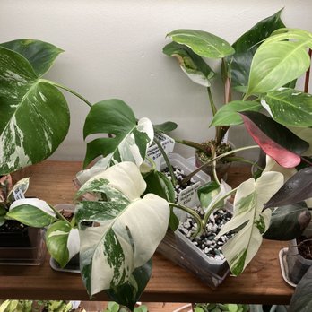 Plant Corner - Rare variegated plants - Nurseries & Gardening Near Me - New York, New York Plant Corner - Rare variegated plants - Nurseries & Gardening Near Me - New York, New York