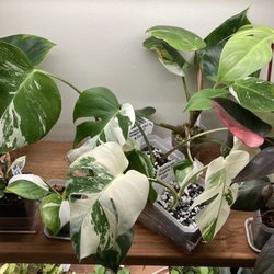 Plant Corner - Rare variegated plants